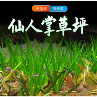 仙人掌水草稀有前景淡水植物ada造景自养水下叶精致水草生长缓慢