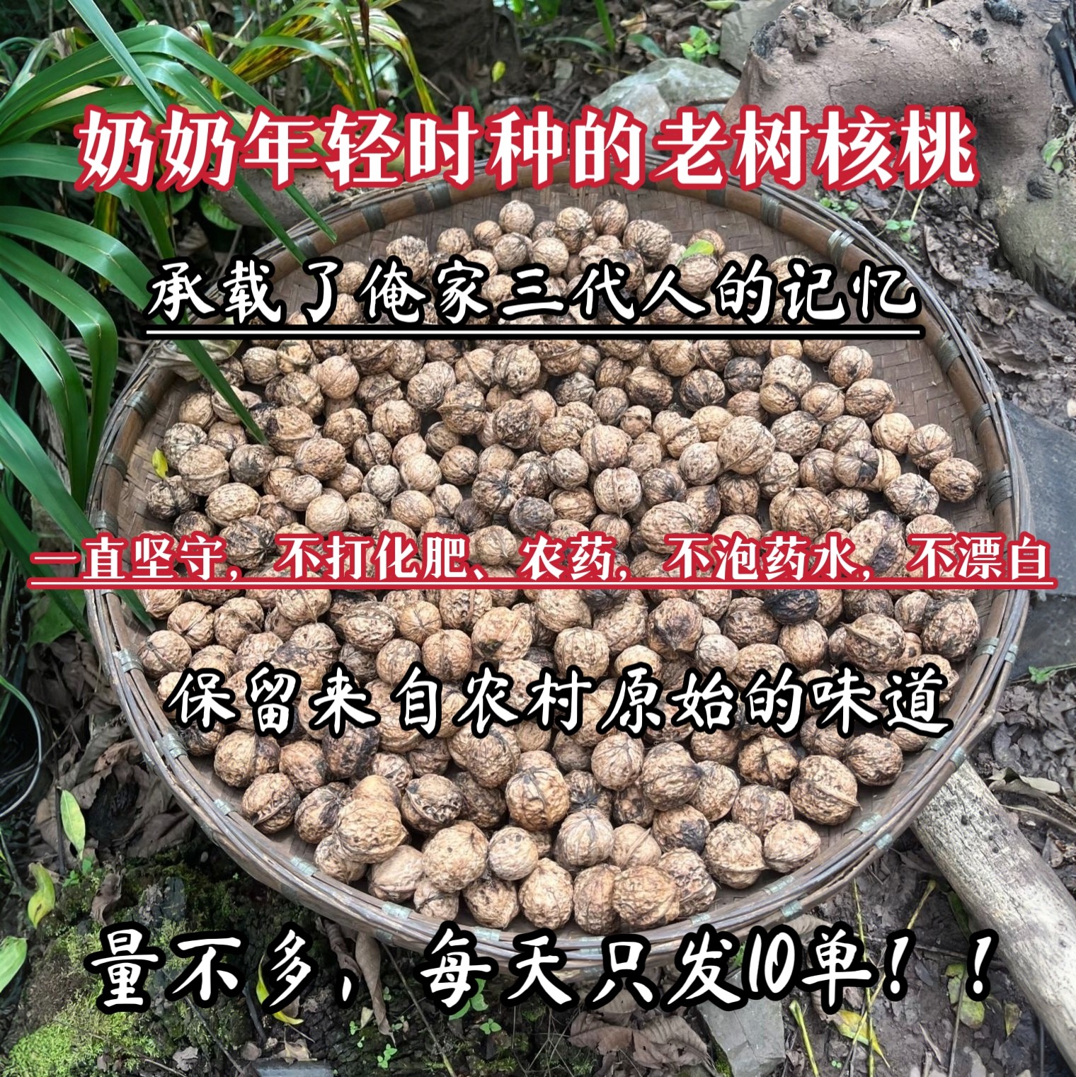 （奶奶种的老树核桃）山核桃深山农家自种无漂白精挑核桃今年新鲜