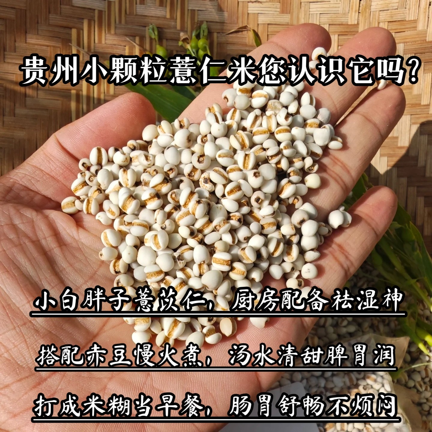 (贵州老式小薏米)薏仁米新货农家意米杂粮薏仁做小红豆薏米茶