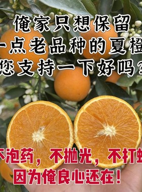 （贵州老品种小夏橙）带籽玫瑰香橙玫瑰橙子水份充足新鲜水果橙子