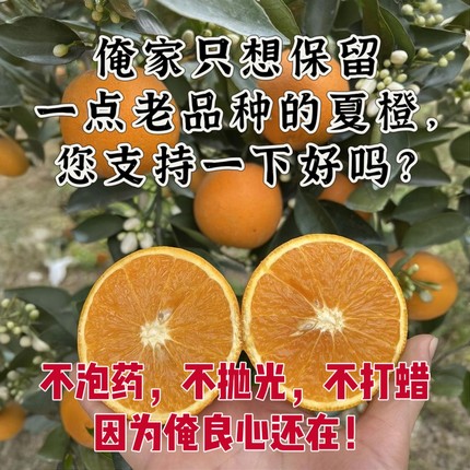 （贵州老品种小夏橙）带籽玫瑰香橙玫瑰橙子水份充足新鲜水果橙子