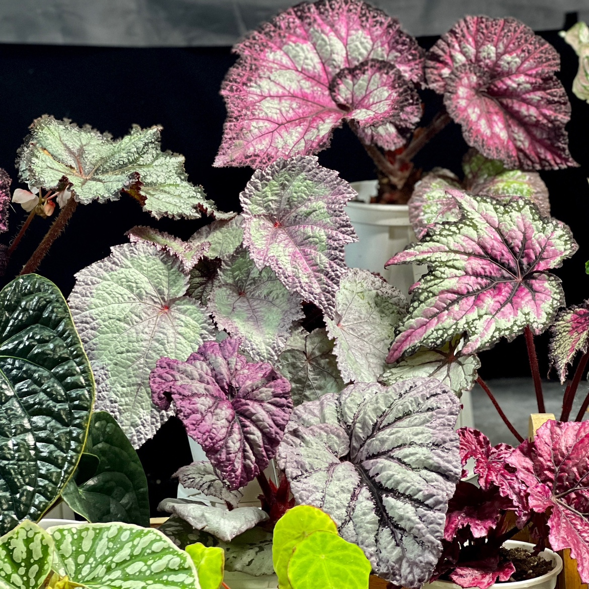 进口乌系秋海棠阳台蟆叶四季根茎