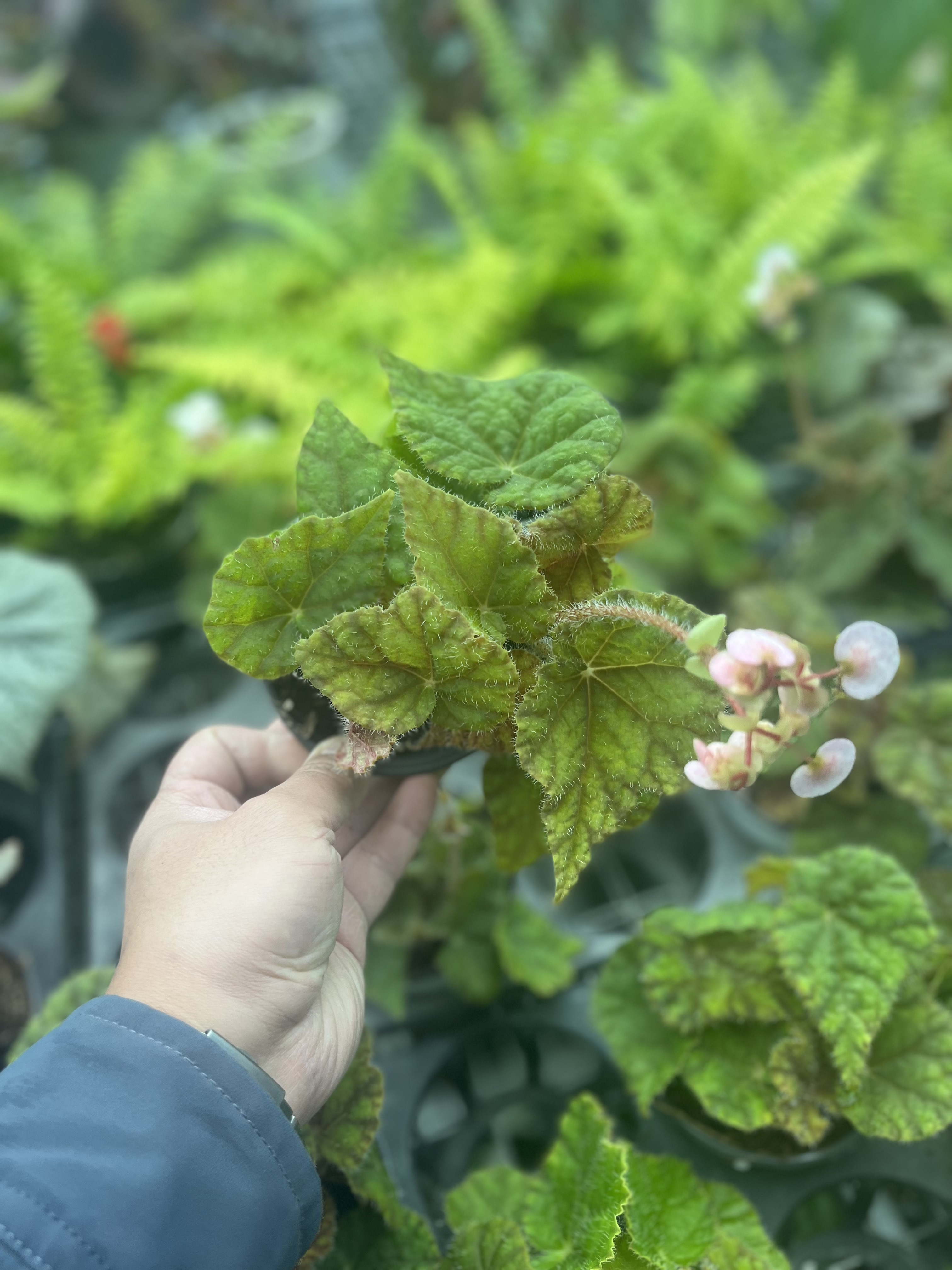 树莓蛋糕秋海棠盆栽室内客厅办公室桌面绿花卉植物好养活四季常青