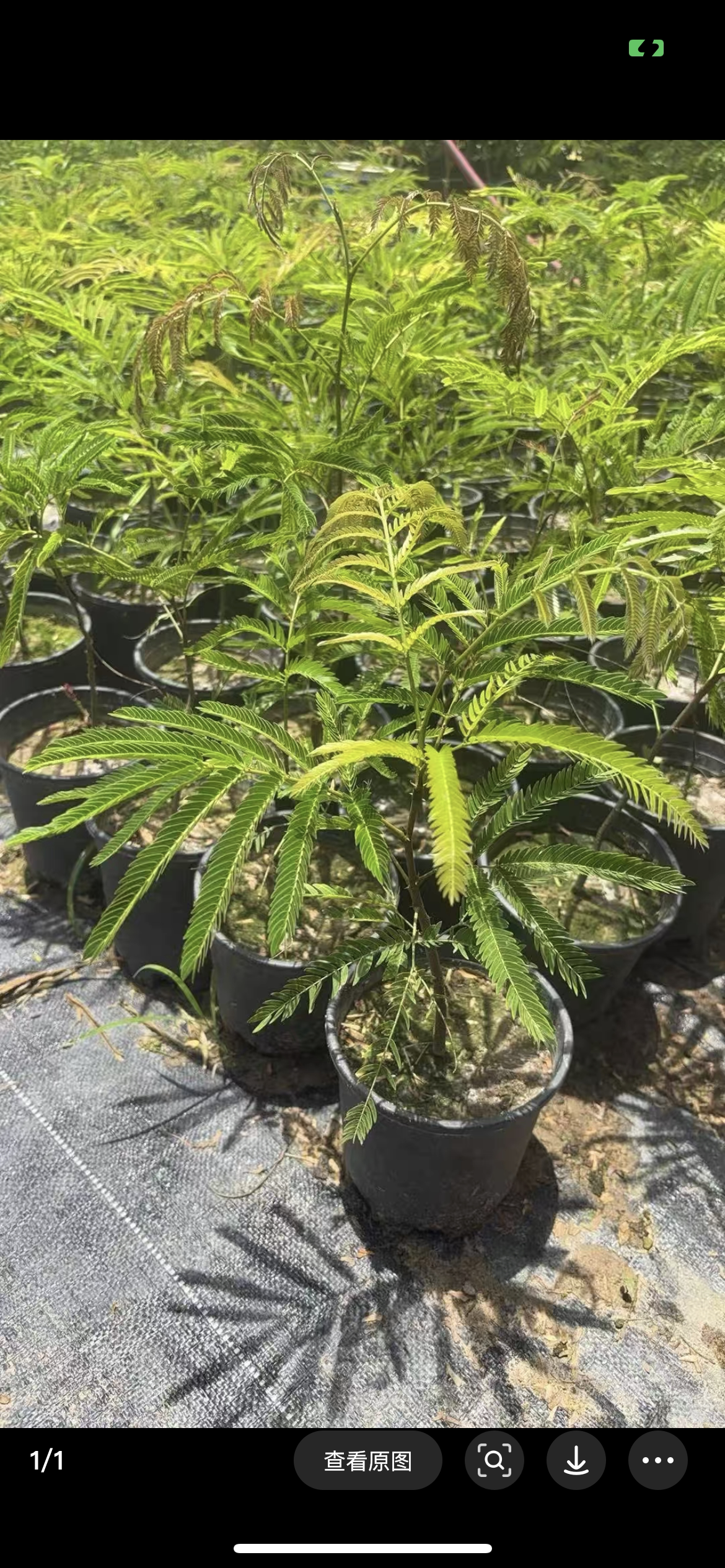 密叶猴耳环网红常绿盆栽室内客厅办公室桌面绿植物好养活四季常青