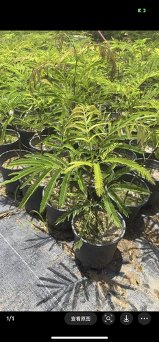 密叶猴耳环网红常绿盆栽室内客厅办公室桌面绿植物好养活四季常青
