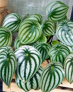 自繁西瓜皮椒草麒麟瓜室内阳台客厅网红趣味热带观叶植物新手易养