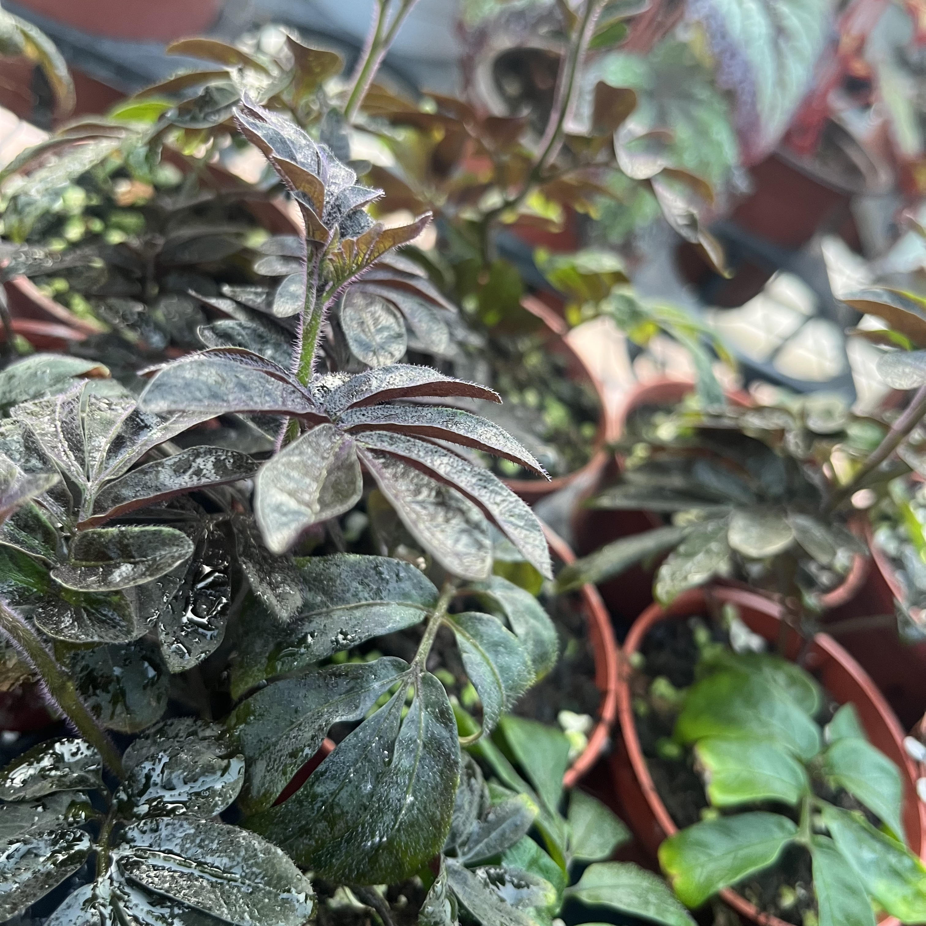 厄瓜多尔紫茄雨淋盆栽花卉植物室桌面绿植