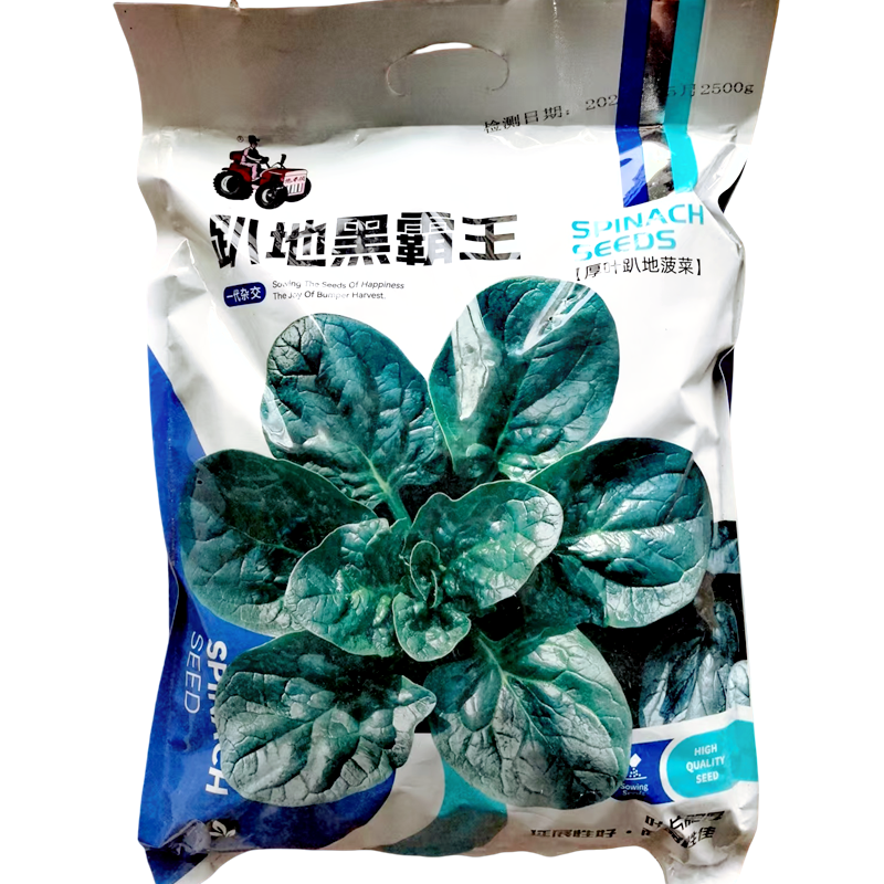 趴地黑霸王菠菜种子圆叶黑亮菠菜种子叶柄短叶片肥厚趴地菠菜种子