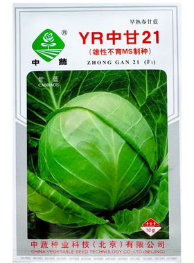 中蔬YR中甘21甘蓝种子一代杂交早熟春甘蓝种子耐裂椭圆形包菜种子