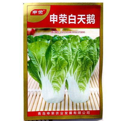 申荣白天鹅快菜种子浅黄心白帮快菜种子脆甜速生小白菜快菜种子