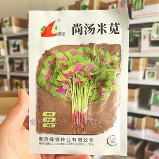 绿领尚汤米苋菜种子速生早熟白梗花红苋菜种籽耐热长寿菜汉菜种孑
