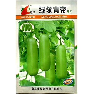 绿领青帝瓠子种子杂交一代早熟绿瓠瓜种子香甜短圆筒形瓠子瓜种子