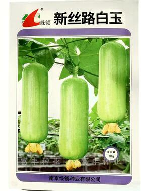 新丝路白玉丝瓜种子中熟光皮白丝瓜种子短圆筒形油亮白肉丝瓜种子