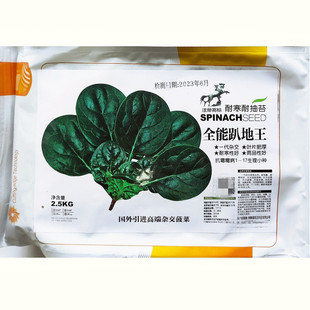 全能趴地王菠菜种子杂交深绿黑亮矮梗爬地菠菜种籽叶厚耐抽苔耐寒