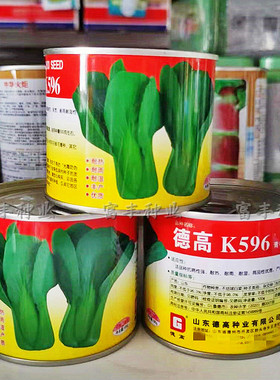 德高K596青梗菜种子耐热耐湿耐雨青梗菜种籽夏秋季抗热青菜种子