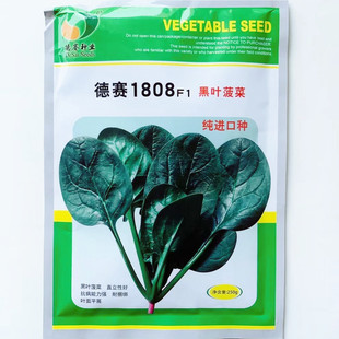 抗病黑丰菠菜种子丹麦进口黑叶菠菜种籽叶肉肥厚耐抽苔菠菜种子