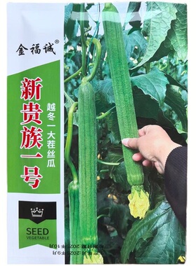 新贵族一号丝瓜种子越冬一大茬丝瓜种子翠绿色长棒丝瓜种子