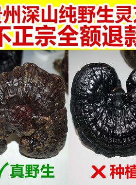 贵州纯野生赤灵芝特级干货整朵天然整枝正品林芝草一斤可切片500g