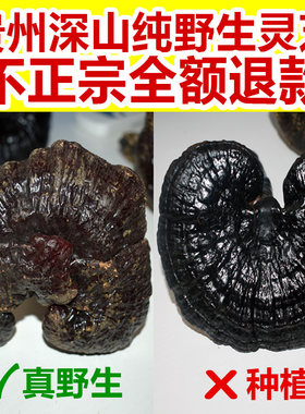 贵州原始森林野生灵芝特级500g装