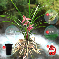 深入测评:2017好前景与连城兰花哪个性价比更