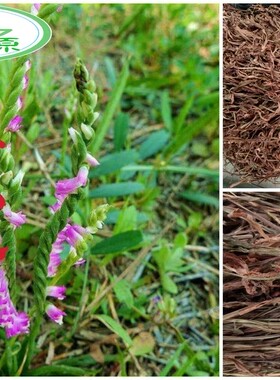 野生中国草干货龙250克紫花