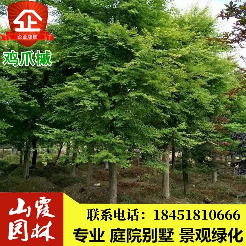 小叶鸡爪槭树苗日本红舞姬小苗中国三季红枫树苗庭院绿化景观苗木图片
