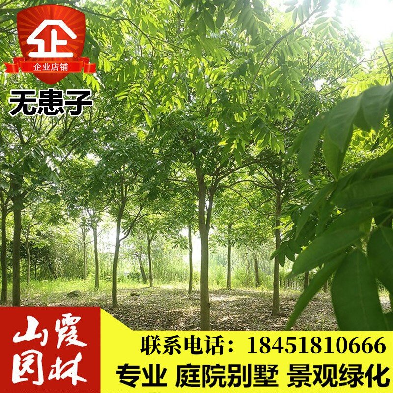 无患子树苗名贵苗木无患子小苗中药植物园林工程绿化庭院盆栽地栽