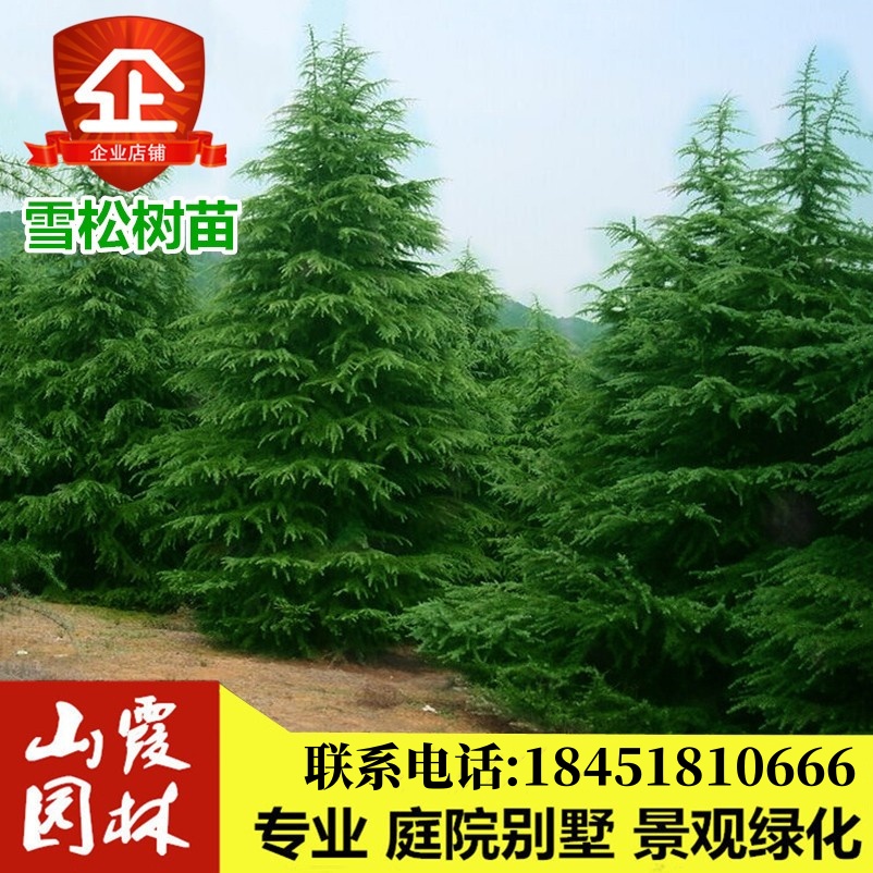 雪松苗雪松树苗白皮松小苗黑松宝塔松树苗四季常青盆景造型素材苗