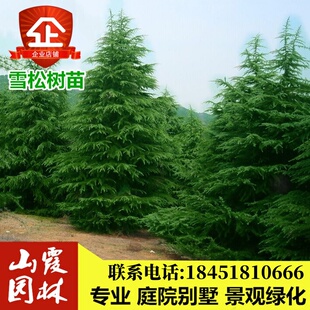 雪松苗雪松树苗白皮松小苗黑松宝塔松树苗四季常青盆景造型素材苗