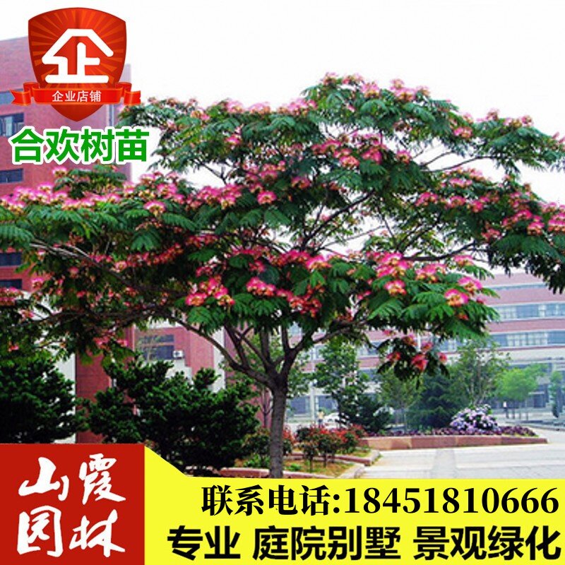 合欢树苗绒花树苗合欢小苗芙蓉花树苗庭院观赏树苗绿化苗乔木观花