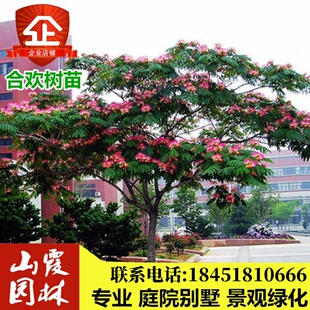 合欢树苗绒花树苗合欢小苗芙蓉花树苗庭院观赏树苗绿化苗乔木观花