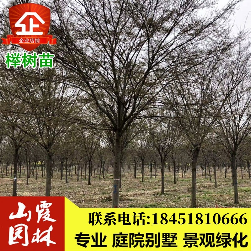 榉树丛生庭院绿化苗木