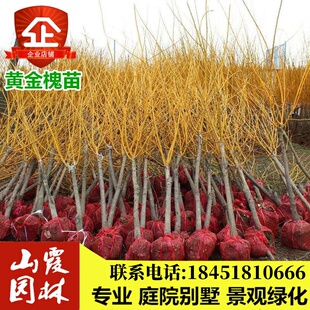 国槐苗嫁接黄金槐金枝槐树苗 垂槐龙爪槐树苗 洋槐刺槐香花槐树苗