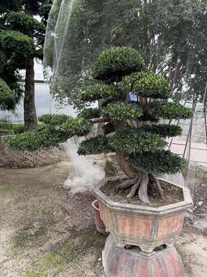 弯头临水罗汉松批发 贵妃造型罗汉松价格 进口造型罗汉松价格