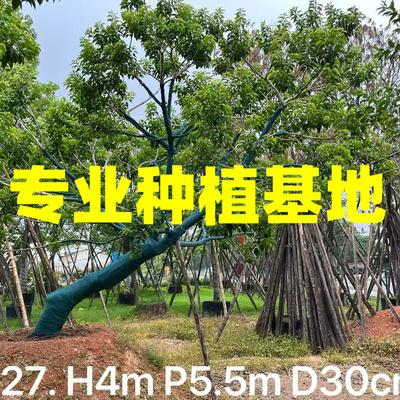 福建丛生红果冬青基地 斜飘铁冬青价格 浙江全冠龙爪红果冬青批发