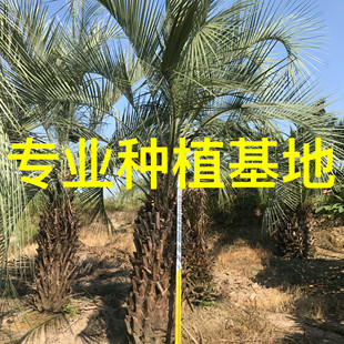福建布迪椰子基地 浙江布迪椰子批发 湖北布迪椰子江苏布迪椰子树