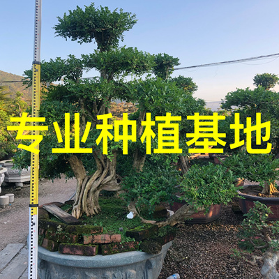 福建造型九里香盆景批发 九里香价格 造型七里香基地 七里香盆景
