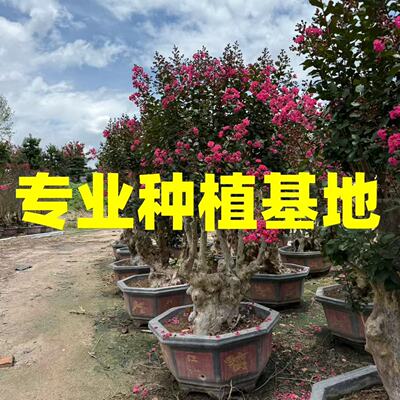 山东紫薇桩批发 浙江紫薇桩报价 安徽占地桩供应紫薇盆景种植基地