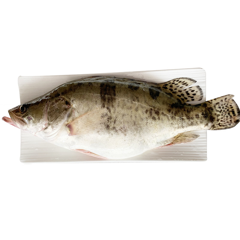 活杀桂鱼一条约500g  包邮江浙沪皖  西湖醋鱼 哈鲜食铺生鲜超市