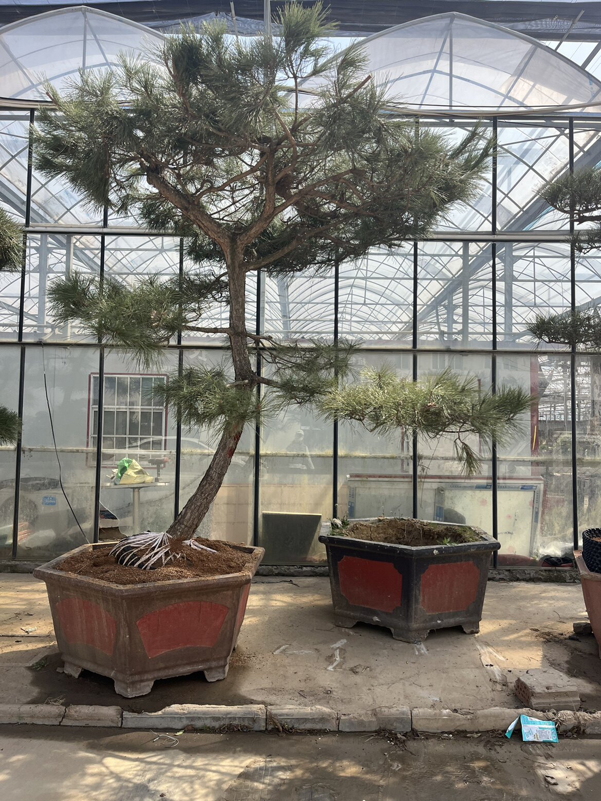适合庭院种植的造型黑松