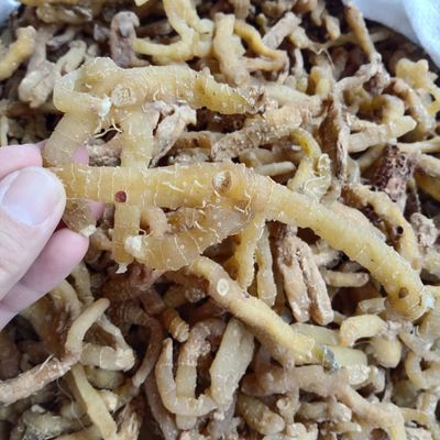 长白山新鲜玉竹500g中药材小白鸡葳蕤尾参沙参干茶麦冬汤