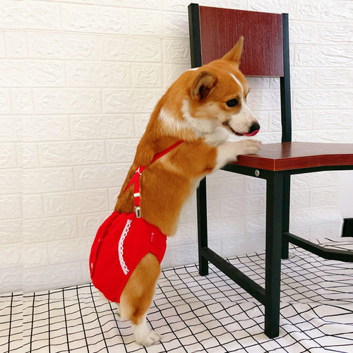 柯基大姨妈小型防骚扰避孕生理裤