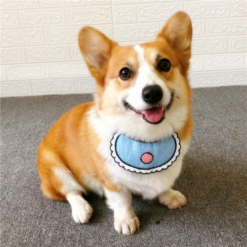 三角巾柯基犬围巾可爱