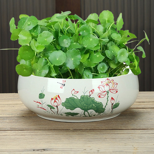 大水仙花盆无孔睡莲水养