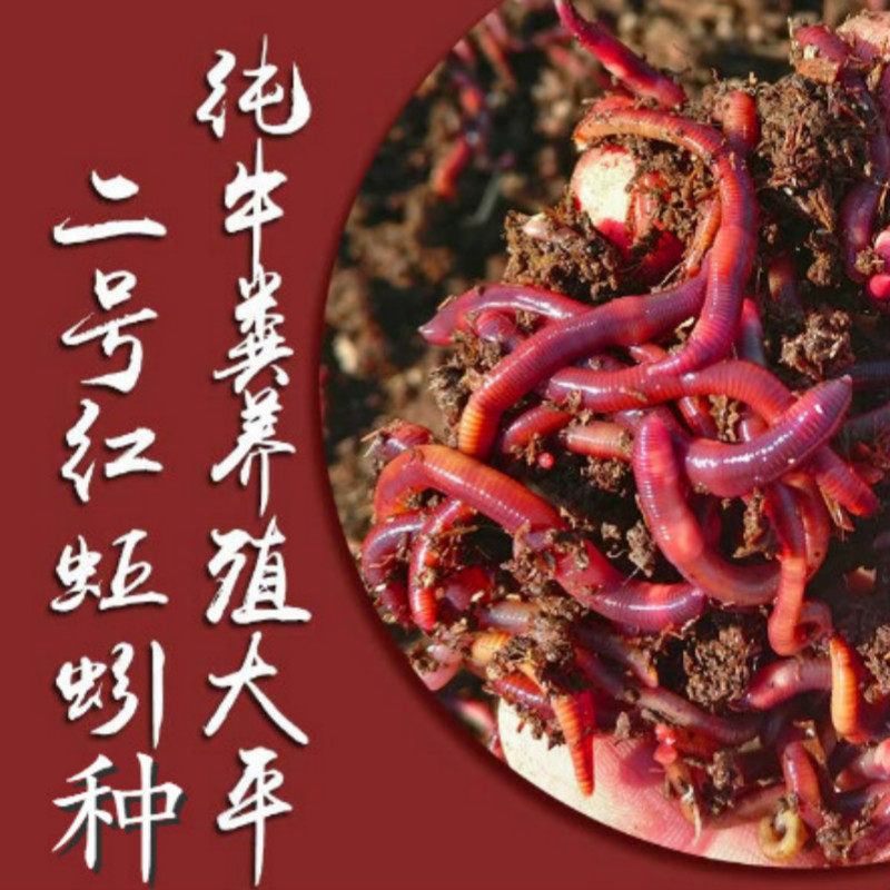 蚯蚓苗种蚯蚓种大平二号包活包邮野钓大小号秋引活饵鲜活大红鱼饵