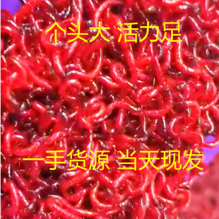 鲜红虫线虫活饵血虫活饵鱼虫活线虫鲜活蚊子幼虫红虫天津小虫大虫