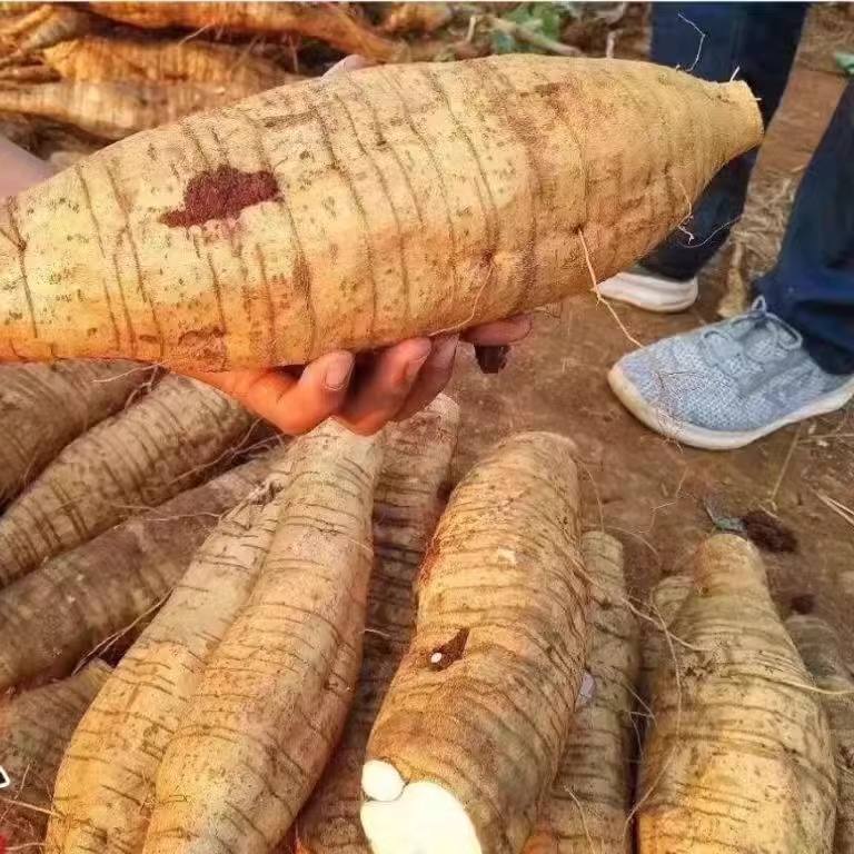 葛根新鲜现挖无渣粉葛广西葛根之乡农家自种葛根煲汤软糯香甜