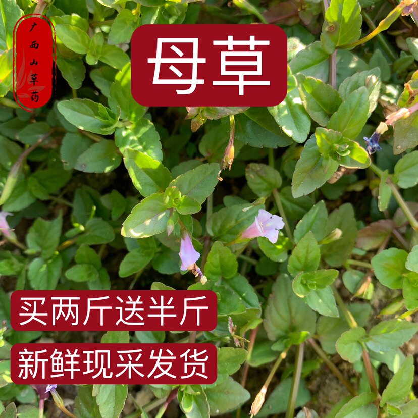 野生母草500克 包邮 四方拳 蛇通管 气痛 小叶蛇针 铺地莲开怀草