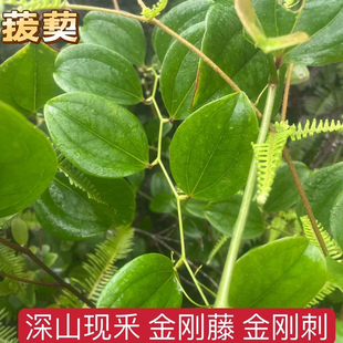 广西新鲜金刚藤红肉菝葜正宗金刚刺野生铁菱角现挖整个泡酒煲汤