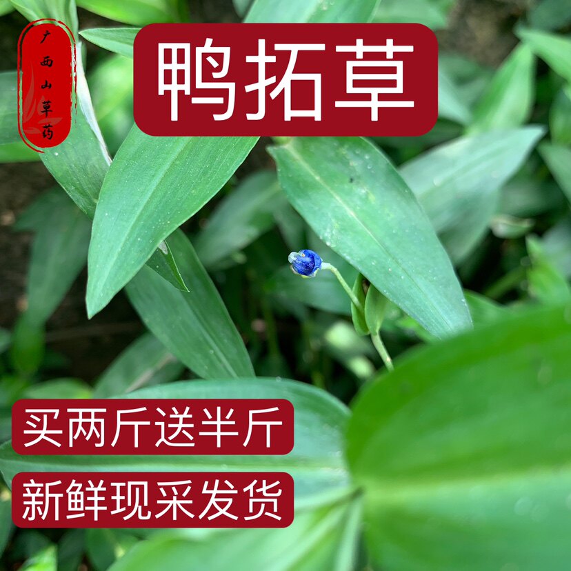 野生鸭拓草500克 新鲜现采 包邮 水竹叶草 竹叶菜碧竹子